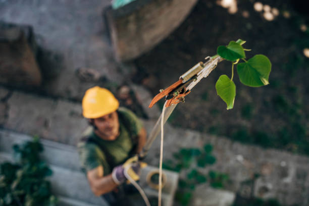 Residential Tree Removal in Charleston, SC